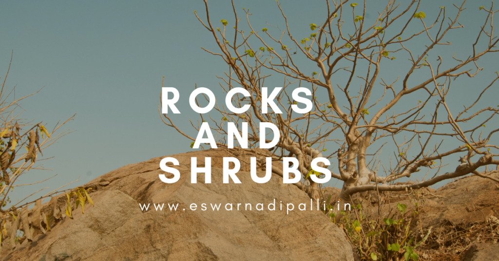 ROCKS AND SHRUBS