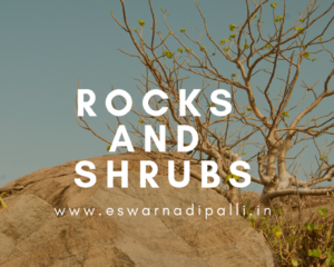 ROCKS AND SHRUBS