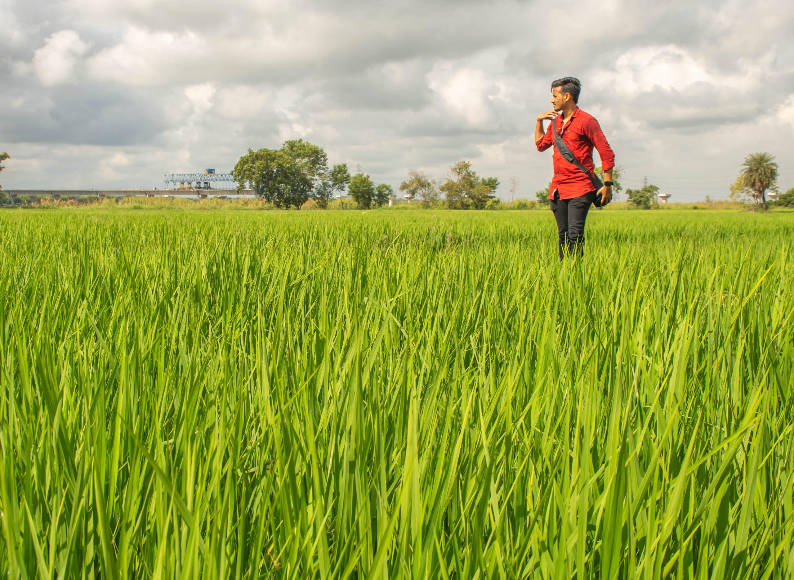 green fields